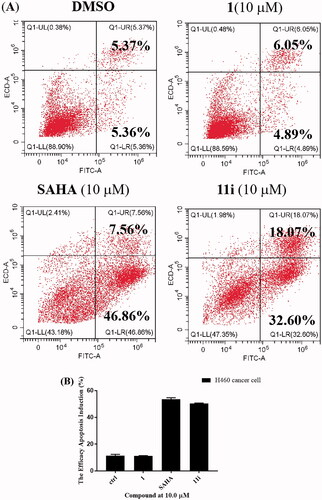 Figure 5. (A) Cell apoptosis is induced by compound 11i. H460 cells were incubated with the 10 µM concentrations of 11i for 72 h. Cells treated with DMSO were used for comparison and cells treated with 1 and SAHA were used for positive control. Data were represented as mean standard deviation from three independent experiments; (B) Ability of compounds 1, SAHA, and 11i to induce apoptosis in H460 cells after 72 h of treatment.