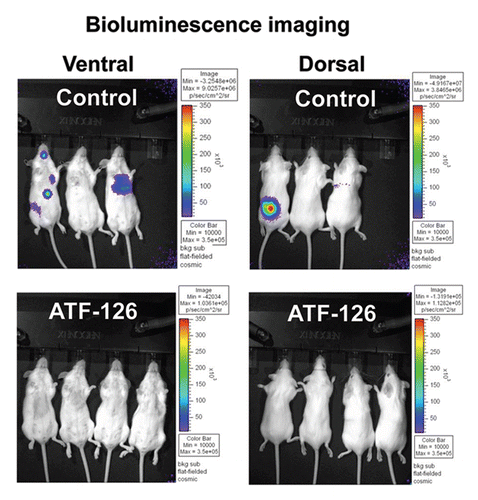 Figure 4 ATF-126 inhibits metastatic dissemination in the NSCLC NCI-H157 cell line stably expressing a luciferase reporter (Luc) in vivo. Top panel; in vivo Bioluminescence Imaging of control mice showing metastasis in the brain and spine at week six after receiving an intracardiac injection of 1 × 105 NCI-H157 cells transduced with control vector (empty retroviral vector). Bottom panel; Bioluminescence Imaging of ATF-126-injected mice twelve weeks after receiving an intracardiac injection of 1 × 105 NCI-H157 cells transduced with ATF-126 retroviral vector. Differences between the two groups were calculated using the Wilcoxon rank sum test with the level of significance of p ≤ 0.1.