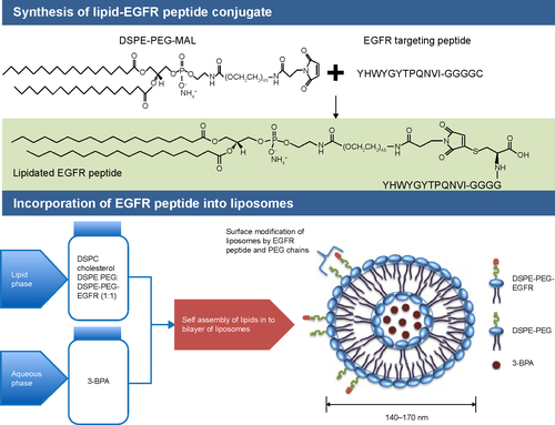 Figure S1 Synthesis of EGFR peptide-modified DSPE-PEG-MAL and its incorporation into liposomes.Abbreviations: 3-BPA, 3-bromopyruvate; DSPC, 1,2–distearoyl-sn-glycero-3-phosphocholine; DSPE, 1,2-distearoyl-sn-glycero-3-phosphoethanolamine; EGFR, epidermal growth factor receptor; MAL, maleimide; PEG, polyethylene glycol.