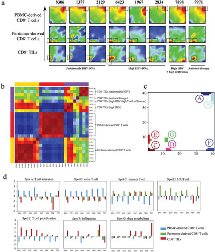 Figure 4. Transcriptional similarity and heterogeneity of CD8+ T cells. (a) SOM analysis results showing the expression pattern of each sample. Grey rectangles indicate significantly upregulated spots for each sample. (b) Sample clustering according to all the metagenes. (c) Distribution of all identified significantly regulated spots. (d) Sample level enrichment scores of each spot.