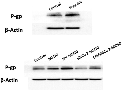 Figure 7. Expression of P-gp in HepG2 cells. Top panel: images of P-gp expression with EPI. Bottom panel: representative western blot images of P-gp expression with different MEND.