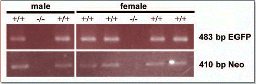 Figure 2 Genotyping the ngn3-EGFP 1.37 line. Genotyping PCR was carried out on tail tip DNA to check for the presence of both EGFP (483 bp) and neomycin (neo) (410 bp) constructs in the offspring of the founder mice. +/+, positive for EGFP and Neomycin transgenes; −/−, negative for EGFP and Neomycin transgenes.