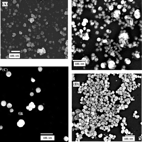 Figure 1. SEM images of pure and Cu-doped ZnO NPs with increasing concentrations of Cu.