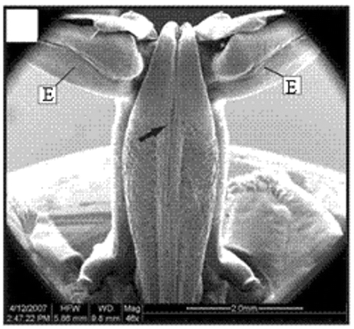 Figure 14. SEM of the dorsal view of the petasma of one specimen (22.1 mm CL). Region with cincinnuli (arrow); terminal expansion (E). Scale bar = 2 mm.