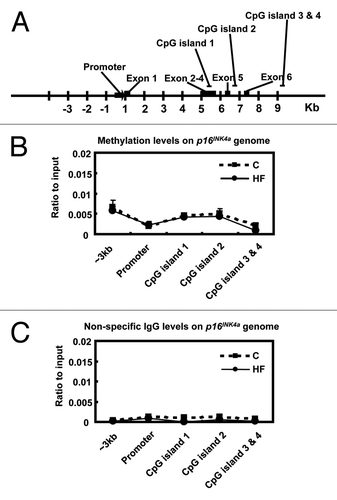 Figure 4 DNA methylation at the p16INK4a gene in offspring mammary glands. (A) CpG islands at the rat p16INK4a gene. (B) Relative methylation levels relative to input corresponding to the negative 3 kb region, promoter region and CpG islands 1 to 4 of the p16INK4a gene in mammary glands of offspring of control (C) and high-fat (HF) fed dams (n = 5). (C) Non-specific IgG levels relative to input corresponding to the negative 3 kb region, promoter region and CpG islands 1 to 4 of the p16INK4a gene in mammary glands of offspring of control (C) and high-fat (HF) fed dams (n = 5). The values presented as the mean ± SEM.