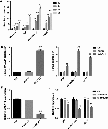 Figure 3. MALAT1 overexpression promoted, whereas MALAT1 silencing inhibited the differentiation of BM-MSCs into ECs