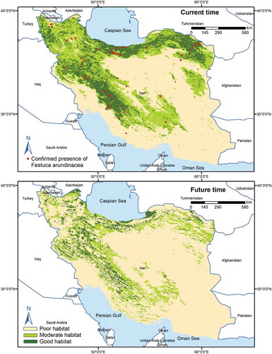 Figure 4. Habitat suitability shifts of A. desertorum, A. cristatum, and F. arundinacea in relation to elevation under current and future condition. (the data generated by MaxEnt model for A. cristatum and A. desertorum and RF model for F. arundinacea under current and future condition (BCC-CSM1- 1, RCP45 scenario))