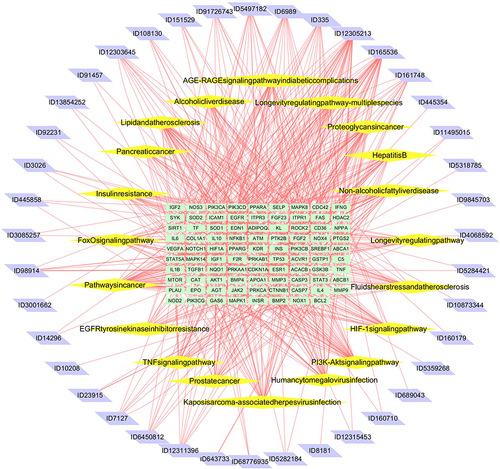 Figure 7 Chemical composition-potential target-pathway network diagram of SM for DKD treatment. Green represents potential gene targets, purple represents the active ingredients of SM, yellow represents the most significant signaling pathways, and red lines represent their interactions.