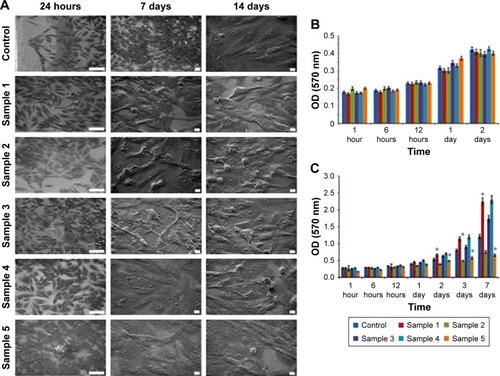 Figure 5 In vitro analysis of the MC3T3-E1 cells interaction with titano-organic coatings. (A) Scanning electron microscopy of the cells following 24 hours and 7 and 14 days of coincubation on the surface of the control and coated titanium samples. For the first column the scale bar, 100 nm. For the middle and last column scale bar, 10 μm. (B) MTT analysis of the cell viability following coincubation with control and coated samples for 1, 6, and 12 hours and 1 and 2 days. Each value represents mean ± SD from three independent experiments. (C) Assessment of the cell proliferation for 1, 6, and 12 hours and 1 and 2 days using crystal violet assay. Each value represents mean ± SD from three independent experiments.Note: *P<0.05.Abbreviation: MTT, 3-(4,5-dimethylthiazol-2-yl)-2,5 diphenyl tetrazolium bromide.