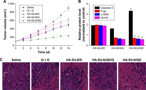 Figure 8 (A) The tumor volume variation of SGC7901/ADR tumor-bearing BALB/c mice after intravenous injection administration of different formulations. The treatment was implemented by intravenous injection every 2 days for 7 times at a QC/DOX dosage of 5 mg/kg. Data are expressed as mean ± SD (n=6). (B) Variation of protein expression in different formulation-treated tumor tissues as compared to control. Data are shown as mean ± SD (n=3). **P<0.01 vs HA-SiLN/D. (C) Hematoxylin and eosin staining images (400×) of tumor tissues from different formulation-treated groups.Abbreviations: d, days; DOX, doxorubicin; QC, quercetin.