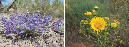 Figure 5. Species of two genera in which Quaternary speciation occurred in North America. Left: Penstemon pumilus (Photographic credit: Matt Lavin; CC BY-SA 2.0); right: Grindelia ciliata (Photographic credit: Abigail J. Moore).