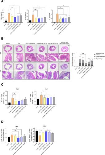 Figure 5 nt-RORα-TMD inhibits the secretion of pro-inflammatory cytokines and the level of pathogenic T cells in DSS-induced colitis. (A) The level of pro-inflammatory cytokines such as TNF-α, IL-1β, or IL-6 from the serum of the mice was measured by ELISA. (B) The sections of the colons were stained with H&E or PAS, and the histological images were obtained through an optical microscope. Histopathological scores of inflammatory cell infiltration, goblet cell depletion, and crypt damage were measured. (C and D) MLNs were isolated from the mice, and the cells from MLN were restimulated using the Cell Stimulation Cocktail for 4 hours. After restimulation, the population of IL-17A+ or IFN-γ+ cells among CD4+ T cells (C), and the population of CD4+RORγt+ or CD4+Foxp3+ T cells among whole lymphocytes (D) were analyzed by flow cytometry. The graphs are represented as mean ± SEM (n≥3). *P<0.05, **P<0.01, and ***P<0.001.