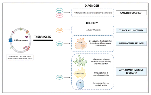 Figure 2. Exosomal heat shock proteins: theranostic oncology tools. HSP60 and HSP70 are proposed as potential cancer biomarkers because of their presence only in exosomes derived from cancer cells. Exosomal HSP70 can act in 2 different ways in the modulation of the immune system. Indeed, it can play an immunosuppressive role through the activation of MDSCs that block the anti-tumor response. But it can have an opposite effect by activating immune cells such as macrophages, dendritic cells (DC) or natural killer cells (NK) which may lead to anti-tumor response. Furthermore, HSP90 may represent a therapeutic target because of their ability to respectively increase tumor cell motility (activation of plasmin tPA).