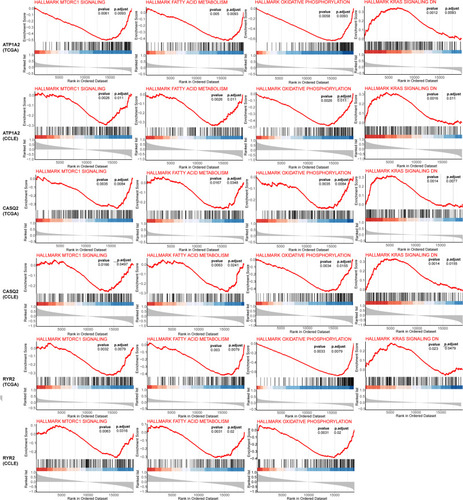 Figure 9 GSEA of the genes most related to the expression of target gene in TCGA and CCLE database.