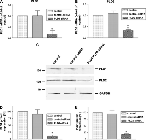 Figure 2.  Inhibition of PLD1 and 2 expressions in HT29 cells by siRNA. SiRNA for PLD1 and 2 as well as control siRNA was transfected in HT29 cells. 96 h later the down-regulation of PLD1 (A) and PLD2 (B) mRNA expression was analyzed using TaqMan real time RT-PCR compared to the untreated sample. 18 s (housekeeping gene) was used as an internal control. The data were assessed from three independent experiments performed in triplicate. (C) PLD1 and 2 protein expression was evaluated with immunblotting. Two additional experiments produced similar results. The mean±SD of the three independent experiments was evaluated by densitometric quantification, (D) PLD1 and (E) PLD2. An asterisks indicates a significant difference (*, p<0.05; **, p<0.001) compared to a control siRNA using ANOVA followed by the Bonferroni test.