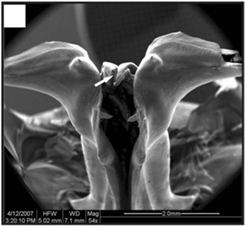 Figure 15. Ventral view of a petasma of a specimen with 22.1 mm CL. Cincinnuli (arrow). Scale bar = 2 mm.