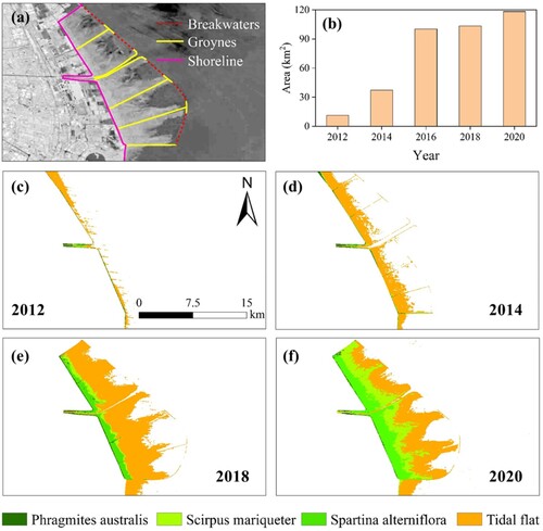 Figure 22. The dynamic changes of Nanhui Dongtan wetland from 2012 to 2020 (a) The breakwaters, groins, and shoreline of Nanhui Dongtan wetland. (b) Bar chart illustrating the changes in the area of Nanhui Dongtan wetland. Subfigures(c)∼(f) represent the spatial changes in the area of Jiuduansha wetland in 2012, 2014, 2018, and 2020, respectively.