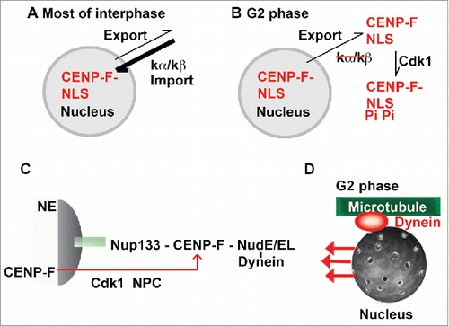 Figure 8. Proposed mechanism for G2 phase-specific nuclear export of CENP-F. (A) During most of interphase, the cNLS has a strong affinity toward its receptor karyopherin α, which likely correlates with high nuclear import rates, resulting in the observed nuclear localization of CENP-F. While it is clear that an active nuclear export pathway for CENP-F exists, the nuclear export receptor and the rate of nuclear export during the cell cycle remains to be established. (B) In G2 phase, Cdk1 would become active and phosphorylate the cNLS of CENP-F. Phosphorylation would weaken the interaction of CENP-F and karyopherin α, thereby slowing down nuclear import. CENP-F would then be exported from the nucleus to the cytosol in G2 phase as the nuclear export pathway would still be active and nuclear export rates would now dominate over nuclear import rates. (C) Nup133/CENP-F pathway for dynein recruitment to the cell nucleus. In G2 phase, CENP-F is recruited to the nucleus by nuclear pore protein Nup133. CENP-F in turn recruits dynein to the nucleus via adaptor proteins NudE/NudEL. This initiates G2 phase-specific transport of the cell nucleus.Citation3-5 This pathway is regulated by Cdk1, which controls G2 phase-specific nuclear export of CENP-F (red arrow).Citation11 (D) Specifically in G2 phase, the cell nucleus is recognized as cargo for dynein-dependent transport toward the minus end of microtubules.