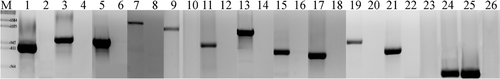 Fig. 1. PCR analysis, gel montage. (M) DNA marker; (1, 3, 5, 7, 9, 11, 13, 15, 17, 19, 21, 24) Nodularia spumigena Huebel 1988/306; (2, 4, 6, 8, 10, 12, 14, 16, 18, 22, 25) Nodularia harveyana Huebel 1983/300; (23) water control, (26) Spirulina platensis DNA negative control; (1, 2) ndaA; (3, 4) ndaB; (5, 6) ndaC1; (7, 8) ndaC2; (9, 10) ndaD; (11, 12) ndaE; (13, 14) ndaF1; (15, 16) ndaF2; (17, 18) ndaG; (19, 20) ndaH; (21, 22) ndaI; (23–26) cpcBA.