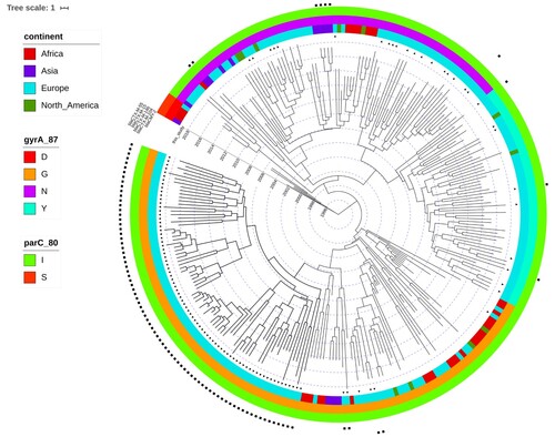 Figure 2. Time-scaled phylogeny of S. Kentucky ST198. The coloured concentric rings represent, from the center outwards, the continent where the isolate was collected, the amino acid at position 87 in GyrA, and the amino acid at position 80 in ParC. Ciprofloxacin sensitive isolates are characterized by presence of D at position 87 of GyrA and of S at position 80 of ParC. The presence of black triangles immediately next to the tips of the tree indicate isolates that were collected from European countries participating in this inquiry. The squares in multiple concentric rings indicate the presence of a specific ESBL gene/allele (from the center outwards): blaCMY-2, blaCTX-M-104, blaCTX-M14b, blaCTX-M-15, and blaCTX-M-55.