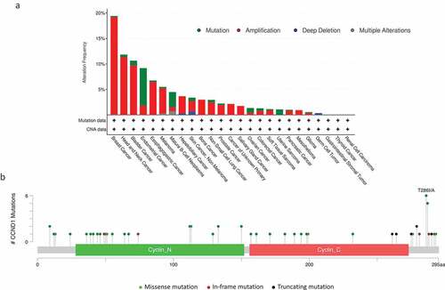 Figure 2. Deregulation of CCND1 in human cancers. (a) The frequencies of mutation, amplification, and deletion in human cancers are depicted in the graph. Data were obtained from the cBioPortal for Cancer Genomics (//www.cbioportal.org/). We analyzed 10,259 samples from 9,682 patients with 25 different cancers from the Cancer Genome Atlas. (b) The types and frequencies of missense, in-frame and truncating mutations of CCND1 observed with regards to the cyclin D1 protein structure are shown