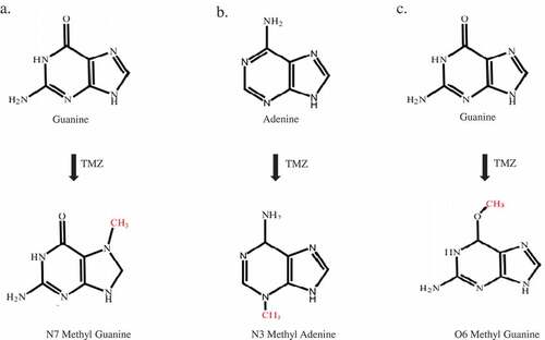 Figure 2. Adduct formation as a result of the reaction of DNA and temozolomide. A) N7 methylguanine (N7MG): The N7 position of guanine is methylated by temozolomide. The 70% adduct formed in the cells under temozolomide exposure was N7MG. B) N3 methyl adenine (N3MA): The N3 position of adenine is methylated by temozolomide. The 10% adduct formed in the cells under temozolomide exposure was N3MA. C) O6 methylguanine (O6MG): The O6 position of adenine is methylated by temozolomide. The 5% adduct formed in the cells upon exposure to temozolomide is O6MG.