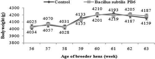 Figure 3. Effect of Bacillus subtilis PB6 supplementation on body weight of broiler breeder hens during 57–63 weeks of age. Values are presented as means ± Standard error.