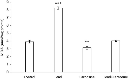 Figure 1. Effects of long-term carnosine administration on lipid peroxidation measured as hepatic malondialdehyde (MDA) content in control, lead, carnosine (10 mg/kg) treated control (Carnosine) and carnosine (10 mg/kg) treated lead (lead + carnosine) groups (n = 7) at 8 weeks after treatments. The data are represented as mean ± S.E.M. **p < 0.01 and ***p < 0.001 (as compared with the control group).