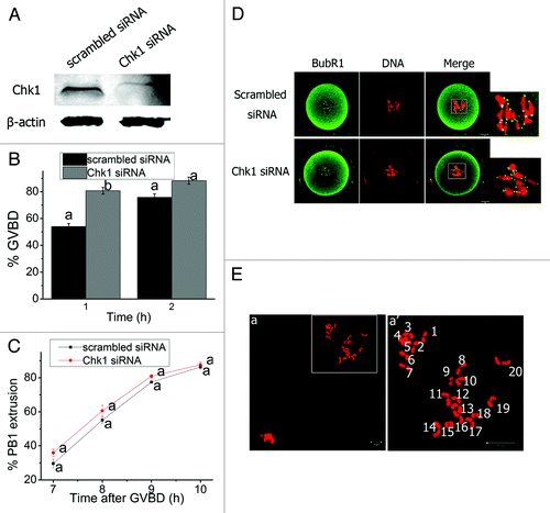 Figure 4. Chk1 depletion did not affect meiotic progression after GVBD in mouse oocytes. (A) Western blot analysis of the efficiency of Chk1 siRNA. Oocytes were injected with siRNAs and collected after being arrested for 24 h in M2 medium containing 2.5 μM milrinone. (B) Rates of GVBD oocytes in the scrambled siRNA or Chk1 siRNA injected oocytes. Oocytes were washed and cultured in milrinone-free M2 medium after being arrested for 24 h following siRNAs injection. Data are presented as mean percentage (mean ± SEM) of at least three independent experiments. Different superscripts indicate statistical difference (p < 0.01). (C) Timing of PB1 extrusion in scrambled and Chk1 siRNA injected oocytes. The superscript a next to the symbols representing the rates of PB1 extrusion between the two groups were not significantly different (p > 0.05). (D) Representative images of localization of BubR1 in scrambled and Chk1 siRNA injected groups. Oocytes arrested for 24 h in M2 medium containing milrinone following injection were washed and cultured in milrinone-free M2 medium for 4 h (Pro-MI) and co-stained with BubR1 (green) and PI (red). (E) Chromosome spread of Chk1-depleted oocytes in MII stage. The chromosome number was normal. a’ represents enlargement of the rectangle in a. Bars (D and E), 10 μm.