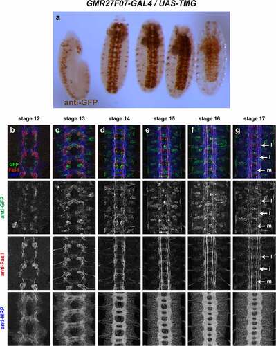 Figure 5. GMR27F07 is expressed broadly in the embryonic ventral nerve cord.