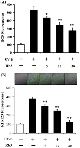 Fig. 2. Effect of Rb3 on reactive oxygen species (ROS) elevation in HaCaT keratinocytes under irradiation with 70 mJ/cm2 UV-B radiation. HaCaT cells were subjected to fresh medium with the indicated concentrations (0, 5, 12, or 30 μM) of Rb3 for 30 min prior to the irradiation. The intracellular ROS level was quantitated using DCFH-DA in a microplate fluorometer (A) and dihydrorhodamine 123 in confocal microscopic analysis (B).