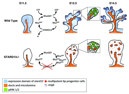 Figure 1. Schematic diagram representing pancreatic branching morphogenesis and lineage restriction in wild-type (upper panel) and Stard13-deficient (bottom panel) embryos.