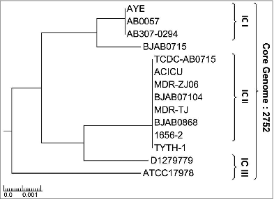 Figure 1. Phylogenetic relationship of Acinetobacter baumannii. The phylogenetic lineage of fully sequenced Ab strains analyzed in this study was inferred by the neighbor-joining method performed in MEGA6 using the strategy previously published in.Citation35