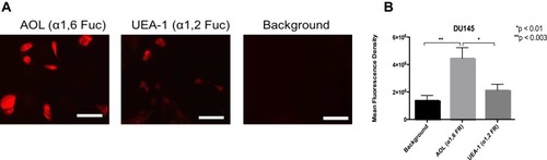 Figure 3 Cell-surface expression of core and terminal fucose on DU145 cells determined by cytochemistry. (A) Cytochemistry to determine the expression of α-1,6 and α-1,2 linked fucose (Fuc) on the surface of non-permeabilized DU145 cells. DU145 cells were stained with biotinylated lectins, AOL specific for α1,6, and UEA-1 specific for α1,2, for Fuc. Stained cells were then treated with DyLight 594 streptavidin. The background control was cells with only DyLight 594 streptavidin staining. Images were taken using an epifluorescent microscope using a 20× objective. The bars represent 100µm. The images are representative of three fields of view in two independent experiments. (B) Quantitative analysis was performed by assessing the density of cell staining corrected for background for four separate image panels, using Corel Photo-Paint 8.0. Each bar in the graph represents the mean fluorescence corrected density of staining ± standard error of the mean (S.E.M.) for all cells within the corresponding images. Results were compared by a one-way ANOVA with a 95% confidence interval using Fischer’s LSD test. *p < 0.01, **p < 0.003 (n = 4).