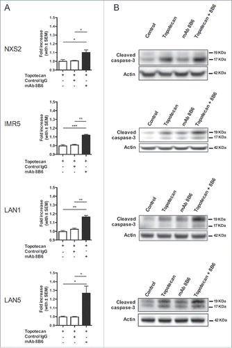 Figure 4. Anti-OAcGD2 mAb causes an increase in the plasma membrane topotecan permeability followed by a gain of topotecan-induced caspase-3 activation. (A) NXS2, IMR5, LAN1, and LAN5 neuroblastoma cells were incubated with topotecan in the presence of either mAb 8B6 or control IgG for 30 minutes. After incubation, intracellular fluorescence of topotecan was analyzed by flow cytometry. The geometric mean fluorescence intensities (MFIs) of the different experimental conditions were normalized to the MFIs of tumor cells incubated with topotecan alone. A gain of topotecan uptake was seen in all neuroblastoma cell incubated with mAb 8B6 + topotecan, as indicated. (B) The cells in (A) were also assessed by Western blot analysis for caspase-3 activation detection. The right panels show representative images of immunoblots of cleaved caspase-3. Elevated level of cleaved caspase-3 was seen in all neuroblastoma cells treated with mAb 8B6 + topotecan, as indicated. Similar results were observed in three independent experiments. Data presented are mean ± SEM of triplicate experiments. * p < 0.05, ** p < 0.01, *** p < 0.001.