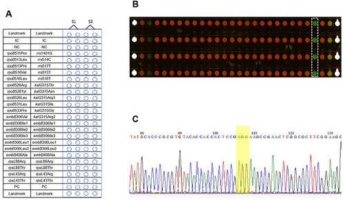 Figure 2 Drug-resistant gene detection results using our chip and Sanger sequencing. (A) The layout of primer pairs and controls pre-loaded on the chip. (B) The fluorescence images of the reaction chambers for detecting sample No. 47,901 and the genotyping results. (C) Sanger sequencing result for sample No. 47,901 and the mutation site is highlighted in yellow in the image.