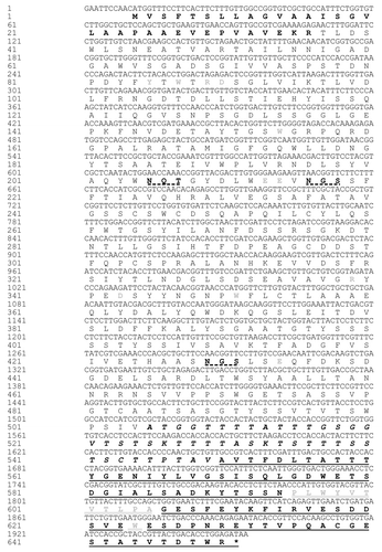 Figure 1. Predicted protein sequence of the sGAI gene of A. awamori (GenBank:JX559863) expressed in S. cerevisiae Y294[ySYAG]. The XYNSEC secretion signal is indicated in bold font. The sequence identified in glucoamylases essential for raw starch hydrolysis was conserved (PL(W-597)YVTVTLPA),Citation19 as well as the second tryptophan (Trp) residue and is double underlined in gray text. The Gp-I region is indicated as text in italics bold. The Cp-I region or Starch Binding Domain is indicated in underlined text.Citation25 The general acid and base catalysts Glu-213 and Glu-434, as well as Tyr-85, Trp-87, Arg-89, Asp-90, Trp-154, Glu-214, Arg-339, Asp-343, Trp-351 sites, which play a role in substrate transition-state stabilization and/or ground-state binding, are indicated in gray text. Likely N-glycosylation sites are underlined by a broken line, although only the first and third sites were found to be glycosylated when expressed in yeast.Citation26