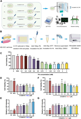 Figure 1. The influence of PA, ferroptosis inhibitor Fer-1, and ferroptosis inducer RSL3 on HEI-OC1 cell line. (A) The experimental flow of drug treatments. (B) The experimental flow of MTT assay. (C) Effects of different concentrations of PA on cell viability. The values are presented as means ± SD. n = 18 in each group. **p < .01, ****p < .0001, when compared to the Ctr group (0 mM PA). (D–E) Effects of 0.75mM PA cotreatment with different concentrations of RSL3 on cell viability (D) and LDH release (E). The values are presented as means ± SD. n = 12 in each group. **** p < .0001, when compared to the Ctr group; # p < .05, ##p < .01, ####p < .0001, when compared to the 0 μM RSL3 group. (F–G) Effects of 0.75mM PA cotreatment with different concentrations of Fer-1 on cell viability (F) and LDH release (G). The values are presented as means ± SD. n = 12 in each group. * p < .05, **p < .01, ***p < .001, **** p < .0001, when compared to the Ctr group; # p < .05, ## p < .01, ### p < .001, ####p < .0001, when compared to the 0 μM Fer-1 group.