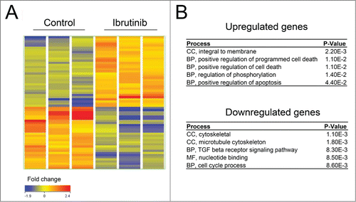 Figure 7. BTK inhibition by Ibrutinib leads to upregulation of apoptotic genes. (A) A heatmap representation of transcripts that display at least a 1.5-fold change in expression (B) Results of the Functional Annotation Clustering Analysis after GO-term enrichment of up-regulated and down-regulated genes using the DAVID Bioinformatics Resource. BP; Biological Process, CC; Cellular Component and MF; Molecular Function.