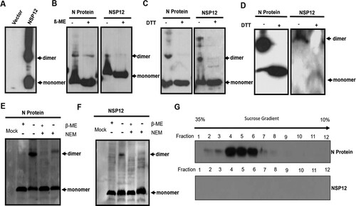 Figure 2. Nsp12 forms dimers under oxidizing conditions. (A) and (B) Nsp12 forms dimers, and dimer formation is mediated by covalent disulfide bonds. 2-mercaptoethanol (ß-ME) and dithiothreitol (DTT) block cysteine-mediated dimerization. The N protein was used as a positive control. (C) Nsp12 homodimerization due to exposure to the oxidizing extracellular environment after cell lysis. HEK293 T cells were seeded in twelve-well plates and transfected with 2 μg of pCMV-HA-N and (D) pCMV-HA-Nsp12 plasmids; at 24 hpt, the cells were treated with RIPA lysis buffer with or without 20 mM N-ethylmaleimide. The lysates were also treated with 4x loading buffer with or without β-ME. (E) Nsp12 is not incorporated into virions. MARC-145 cells were infected with PRRSV-HuN4 at an MOI of 0.01; 72 h later, the supernatants were collected and pelleted twice through a 30% sucrose cushion, after which the purified virions were fractionated using 10% to 35% sucrose cushions. Samples were collected from the top to the bottom and analyzed by Western blotting. These experiments were performed three times, and a representative result is shown.