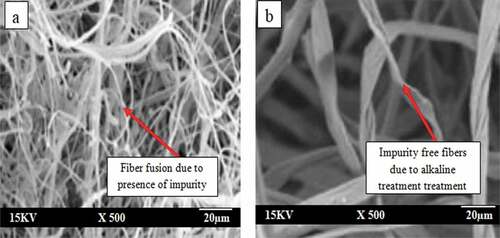 Figure 2. Surface morphology of (a) untreated and (b) treated palm kernel fiber