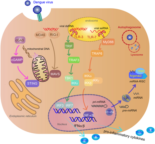 Fig. 2 Innate immune response to DENV infection.Recognition of viral genomes by cytoplasmic retinoic acid-inducible gene I (RIG-I) and melanoma differentiation-associated protein 5 (MDA5) trigger mitochondrial antiviral signaling (MAVS) activation that lead to TANK-binding kinase 1 (TBK1), IκB kinase-ε (IKKε) induction of interferon regulatory factor 3 (IRF3), and IRF7 (tan arrows). Viral genome recognition by endosomal toll-like receptor 3 (TLR3) (green arrows) and TLR7 (orange arrows) will activate TIR-domain-containing adapter-inducing IFNβ (TRIF) and myeloid differentiation primary response gene 88 (MyD88) signaling pathways, inducing IRF3/IRF7 and inhibitor of nuclear factor-κB kinase (IKK)α/IKKβ/IKKγ, and activate nuclear factor-κB (NF-κB) to produce IFNα/β and pro-inflammatory cytokines. Virus-induced mitochondria damage activates the cyclic GMP-AMP synthase (cGAS) (pink arrows) and stimulator of interferon gene (STING) pathway to induce IFNα/β production via IRF3 and IRF7. MicroRNAs (miRNAs) associate with RNA-induced silencing complex (RISC) in the cytoplasm to target viral RNA for inhibition or degradation. miRNA biogenesis starts in the nucleus as pri-miRNA and processed by Drosha into pre-miRNA. Pre-miRNAs are transported to the cytoplasm and cleaved by Dicer to produce mature miRNAsCitation100. Argonaute (Argo) and TAR RNA-binding protein (TRBP) are proteins essential to the formation of RISC (blue arrows). Double membrane vacuoles, called autophagosomes, will engulf foreign cytoplasmic material and fuse with the lysosome for degradation, inhibiting virus replication (red)