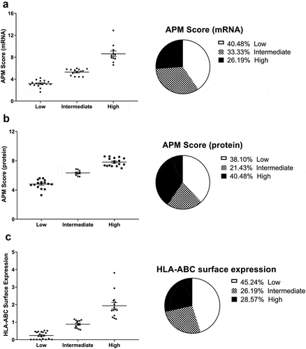 Figure 1. Characterization of the expression of HLA-I APM components in melanoma cell lines.