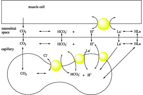 Figure 1. pH balance of the skeletal muscle and the involvement of blood CAs in the process.