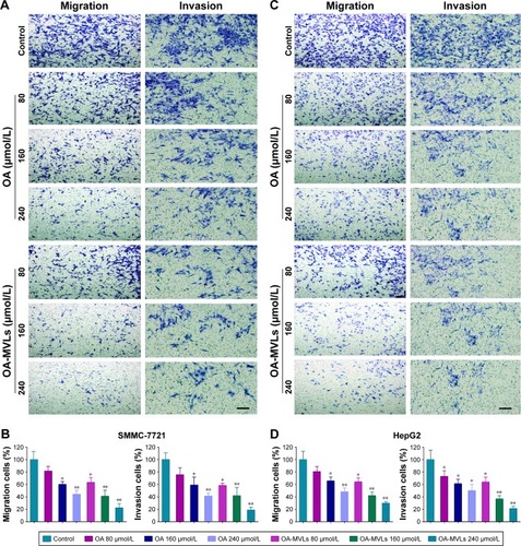 Figure 6 Results from cell migration and invasion assays conducted in transwell chambers.