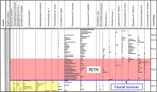 Fig. 5 Distribution of 20 foraminiferal species in core BH9/05. The Paleocene–Eocene Thermal Maximum (PETM) anomaly with a faunal turnover at its base is indicated, and the assemblage subdivision is marked. A total of 18 rare species are omitted.