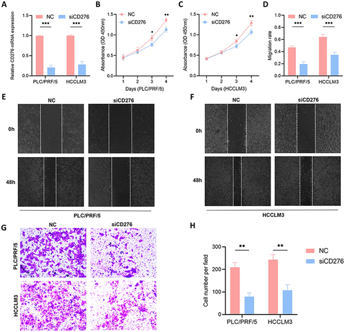Figure 6 Validation of the pro-oncogenic effect of CD276 in HCC. (A) The efficiency of transfection in PLC/PRF/5 and HCCLM3 cell lines was confirmed. (B and C) CCK-8 assays of the proliferation of PLC/PRF/5 and HCCLM3 cells transfected with siCD276 or NC. (D–F) Silencing CD276 in HCC cells inhibited cell migration as determined by the wound healing assay. (G and H) Silencing CD276 in HCC cells inhibited cell invasion as determined by the Transwell assay.