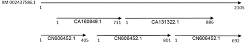 Figure 1. Five sugarcane ESTs with the sorghum CAT gene cDNA sequence as a probe.