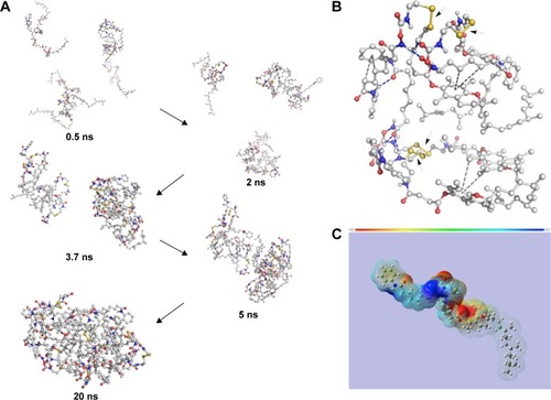 Figure 4 (A) Molecular dynamics simulations of the self-assembly of SAHA-S-S-VE molecules in water after 20 ns. SAHA-S-S-VE molecule was indicated by gray ball-and-stick model: red (O), blue (N), and yellow (S). (B) Interactions in tetrameric SAHA-S-S-VE. (C) The electrostatic potential map of SAHA-S-S-VE: red (electron enrichment region), blue (electron deficient region).