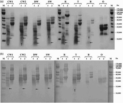 Figure 2. Proteolysis of prolamins detected by SDS-PAGE (a) and Western blot (b) after 60 min of hydrolysis using protease from B. stearothermophilus: CW1 – common wheat, cultivar Saxana, spring form; CW2 – common wheat, cultivar Blava, winter form; DW – durum wheat, cultivar Soldur; SW – spelt wheat, cultivar Rubiota; R – rye, cultivar Dankowskie Nowe; T – triticale, cultivar Wanad; B – barley, cultivar Ludan; O – oat, cultivar Detvan; lane 1 – prolamins treated using protease; lane 2 – untreated prolamins; M – molecular marker; arrows indicate fragments after proteolysis.